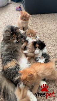 Ράτσα: Σιβηρίας | Ηλικία: 3 μηνών | Φύλο: Αρσενικό | Αρ. Microchip: 978101082409678 | Ιδιώτης | Pedigree | Περιοχή: Αθήνα, Αττική